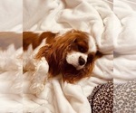 Small Photo #1 Cavalier King Charles Spaniel Puppy For Sale in NAMPA, ID, USA