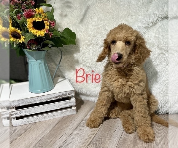 Medium Photo #4 Poodle (Standard) Puppy For Sale in CLEVER, MO, USA