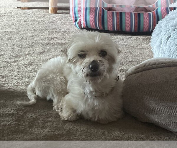 Medium Photo #3 Maltese-Unknown Mix Puppy For Sale in Brooklyn Center, MN, USA