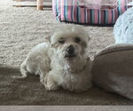 Small #2 Maltese Mix