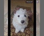Small #2 Havanese