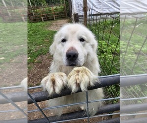 Father of the Maremma Sheepdog puppies born on 03/09/2026