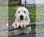 Small Photo #1 Maremma Sheepdog Puppy For Sale in ROCHELLE, IL, USA