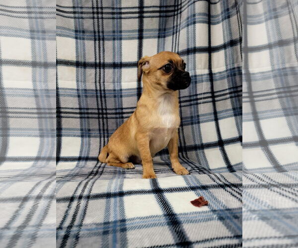 Medium Photo #1 Chug Puppy For Sale in Lincolnwood, IL, USA