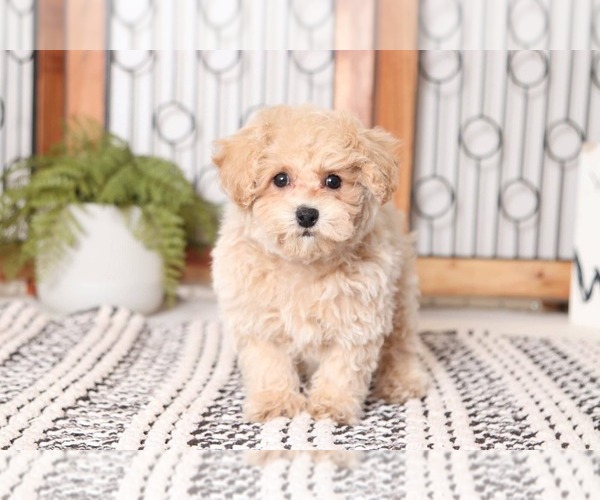 Medium Photo #3 Poochon Puppy For Sale in NAPLES, FL, USA