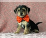 Small Photo #2 Yorkshire Terrier Puppy For Sale in LANCASTER, PA, USA