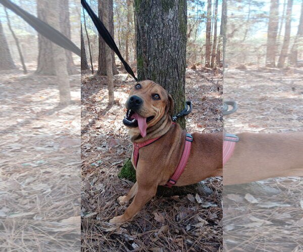 Medium Photo #2 Redbone Coonhound-Rhodesian Ridgeback Mix Puppy For Sale in Farmerville, LA, USA