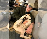 Small #5 American Staffordshire Terrier-Boxer Mix