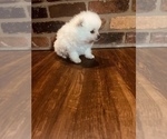 Small Photo #2 Pomeranian Puppy For Sale in FORT WAYNE, IN, USA