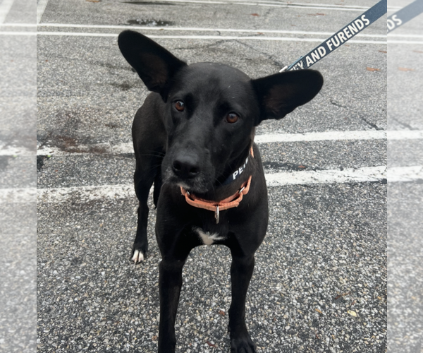 Medium Photo #5 Mutt Puppy For Sale in Rockville, MD, USA