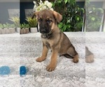 Small Photo #4 German Shepherd Dog Puppy For Sale in GREENFIELD, IN, USA