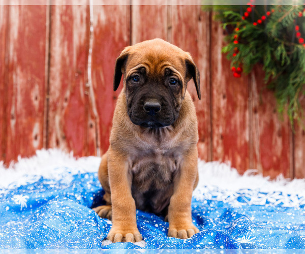 Medium Photo #20 Mastiff Puppy For Sale in WAKARUSA, IN, USA