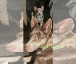 Small #1 Catahoula Leopard Dog Mix