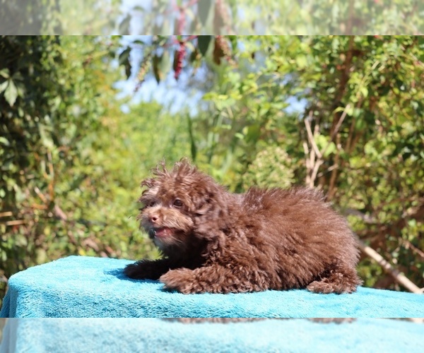 Medium Photo #15 ShihPoo Puppy For Sale in DYERSBURG, TN, USA