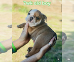 Small #3 English Bulldog