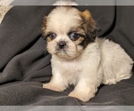Small Photo #4 Shih Tzu Puppy For Sale in CLYDE, NC, USA