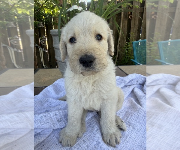 Medium Photo #1 Labradoodle Puppy For Sale in PEMBROKE, GA, USA