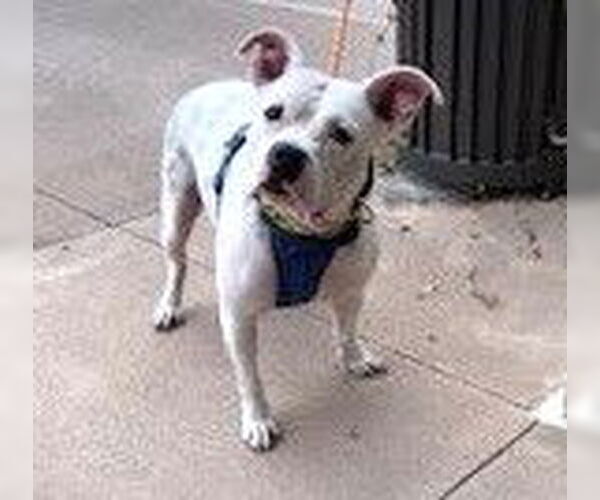 Medium Photo #1 American Staffordshire Terrier-Staffordshire Bull Terrier Mix Puppy For Sale in HOUSTON, TX, USA