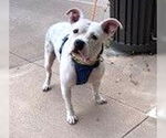 Small American Staffordshire Terrier-Staffordshire Bull Terrier Mix