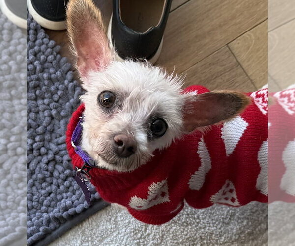 Medium Photo #4 Maltese Puppy For Sale in Mundelein, IL, USA