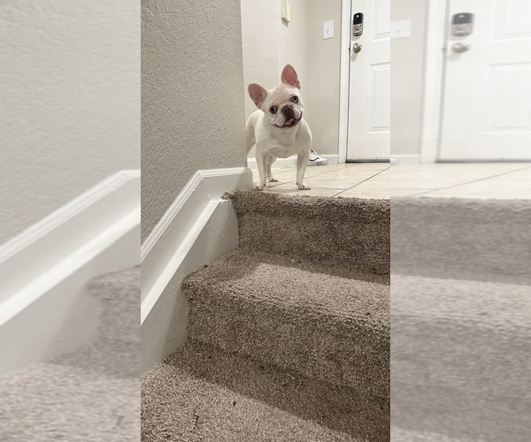 Medium Photo #4 French Bulldog Puppy For Sale in DAVIE, FL, USA