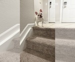 Small #3 French Bulldog