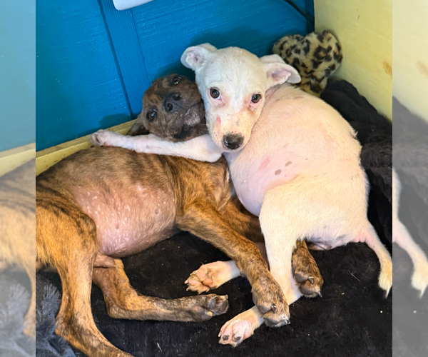 Medium Photo #4 Labrador Retriever-Plott Hound Mix Puppy For Sale in Oakhurst, NJ, USA