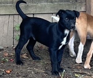 American Pit Bull Terrier-Australian Cattle Dog Mix Puppy for sale in SILVER CREEK, NY, USA