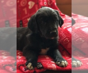 Gollie Puppy for Sale in BEMIDJI, Minnesota USA