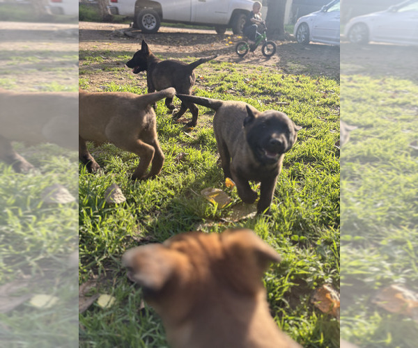 Medium Photo #20 Belgian Malinois Puppy For Sale in DIXON, CA, USA