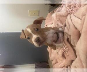 American Pit Bull Terrier Dogs for adoption in Olathe, KS, USA