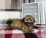 Small Photo #7 Maltipoo Puppy For Sale in FRANKLIN, IN, USA