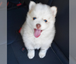 Small Photo #7 Pomsky Puppy For Sale in KANSAS CITY, MO, USA
