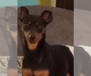 Father of the Miniature Pinscher puppies born on 01/10/2023