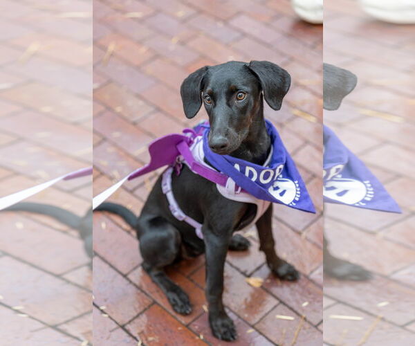 Medium Photo #11 Labrador Retriever-Unknown Mix Puppy For Sale in Fort Worth, TX, USA