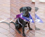 Small Photo #11 Labrador Retriever-Unknown Mix Puppy For Sale in Fort Worth, TX, USA