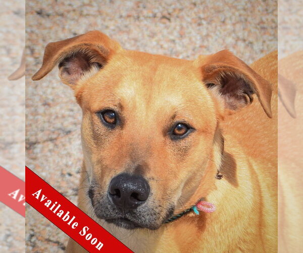 Medium Photo #1 Boxer-Unknown Mix Puppy For Sale in Huntley, IL, USA