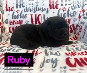 Labrador Retriever Puppy for sale in FAYETTEVILLE, OH, USA