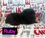 Image preview for Ad Listing. Nickname: Ruby