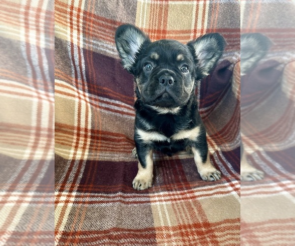 Medium Photo #2 French Bulldog Puppy For Sale in NEWTON, NJ, USA