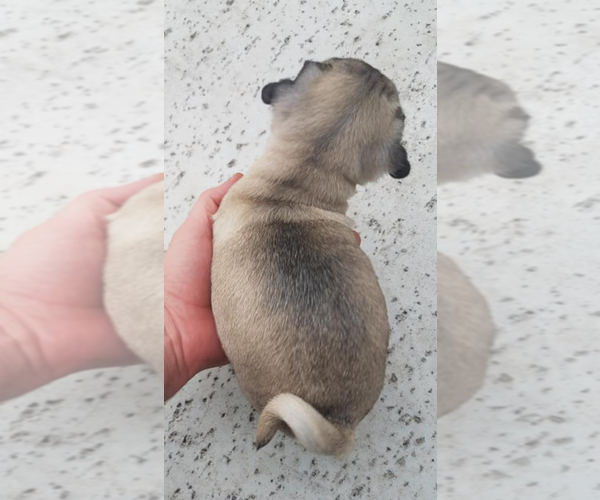 Medium Photo #5 Pug Puppy For Sale in ROUND ROCK, TX, USA
