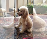 Small Photo #9 Goldendoodle Puppy For Sale in CHARLESTON, SC, USA