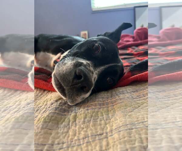 Medium Photo #2 Boxador Puppy For Sale in MIDWAY, UT, USA