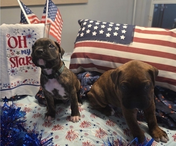 Medium Photo #13 Boxer Puppy For Sale in FORT MYERS, FL, USA