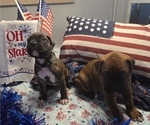 Small #12 Boxer