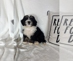 Mason - Male Bernedoodle Puppy for Sale - Small photo