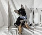 Small #1 German Shepherd Dog