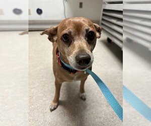 Chihuahua-Unknown Mix Dogs for adoption in Bakersfield, CA, USA