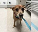 Small Chihuahua Mix