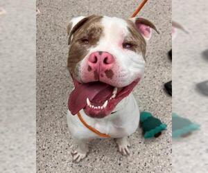 American Pit Bull Terrier Dogs for adoption in Brighton, CO, USA